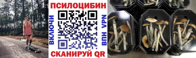 купить наркотик  Гулькевичи  Псилоцибиновые грибы MAGIC MUSHROOMS 